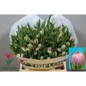 tulipe DOUBLE PRICE - Triflor