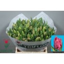 tulipe MARVEL PARROT - Triflor