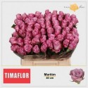 R GR MARITIM - Timaflor / Fresco