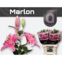 lilium Marlon rose - QUALILY