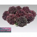 hortensia mag dark ruby cl - Nijssen Baarlo