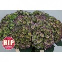 hortensia Rodeo Classic Groen-Lila 60cm,...