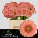 germini DORA - Summit Den Houter Gerbera