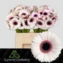 germini ABBY LOU - Summit Den Houter Gerbera
