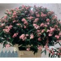 EUPH T pink baron 8010 - Pe Beer