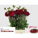 DAHLIA Bizon rouge - F. van der Vlugt