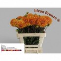 DAHLIA bizon Bronze - F. van der Vlugt