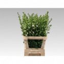 Consolida Qis blanc - Hospers Flora
