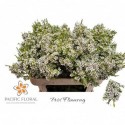 Wax Kiara 70cm - Pacific Floral BV