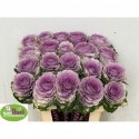 choux Rose Crane - Bloemkwekerij van Thiel