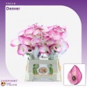 calla Calla Denver - Zandvoort Flowers