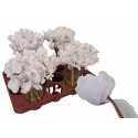 Cyclamen curly wit - Richard van Ruiten