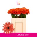 germini PUNKI KIKO - Klein fust (555) - LG...