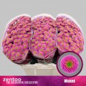 santini WICKED - Zentoo