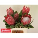 PROTEA CY MADIBA - .