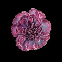 DIANTHUS ST HOLLANDIA - .