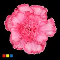 DIANTHUS ST HOT PINK - .