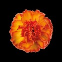 DIANTHUS ST MOONSHINE - .
