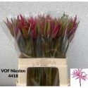 Amarine60.100 - VOF Niesten