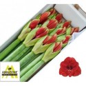 amaryllis Ferrari 12 - Amazone Amaryllis