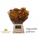 Anigoz Gold Fever - Florencia Blooms