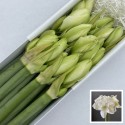 amaryllis DG WIMBLEDON - Arno van Marrewijk