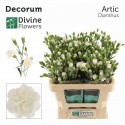 œillet mini ARTIC - Divine Flowers