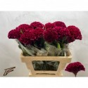CELOSIE Indian Summer Burgundy - Freger
