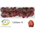 anthurium CARIBEAN - Anthogether Bouman