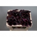 calla Cantor noir - KALLALAND