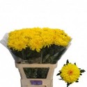 CHR G YETI DARK - Flower van Paas