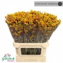 Anigoz Gold Fever - Grow Tech Flowers