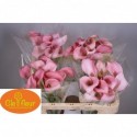 calla Rhemanni 55 - Clefleur