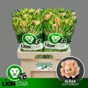 lysianthus G Alissa Light Apricot -...