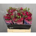 œillet mini SOL CHERRYFLY - TONIE Flowers
