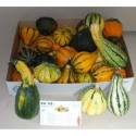 CUCURBITA Maya jaune mix 25 - Ha-Vo