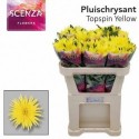 CHR G TOPSPIN YELLOW - ArcadiA