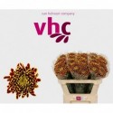 Chr G Pluis Fuego - van Helvoort Company