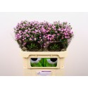 Aster (Novi belgii Grp) Teeny Tiny Pink -...