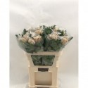 CHR G Vienna blanc copper - Florencia