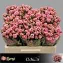 R branchue Odilia rose - 050 - SS - Sun Spray
