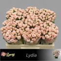 R branchue LYDIA - 050 - SS - Sun Spray