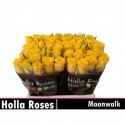 R GR MOONWALK - Holla Roses BV