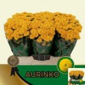 Chr S Aurinko - van Helvoort Company