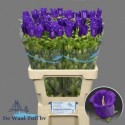 CAMP M 996 Champion Blue 70cm-23 - De Waal...