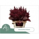 AMAR CR VELVET - van Aert Flowers