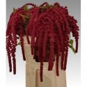 Amaranthus rouge - P. A. van Leeuwen
