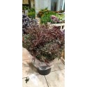 eucalyptus parvifolia - midi