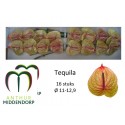 anthurium TEQUILA - AnthurMiddendorp