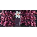 orchidé T MONICA - Ronald Ammerlaan